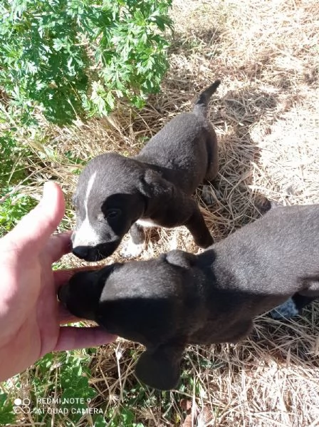 cuccioli taglia media | Foto 0