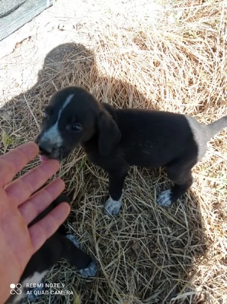 cuccioli taglia media