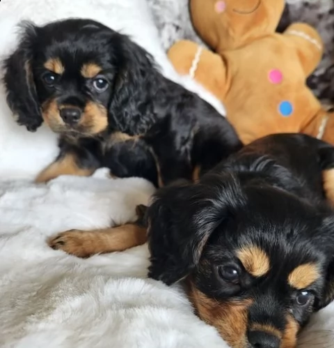 cuccioli cavalier king 