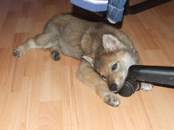 disponibili cuccioli di cane lupo cecoslovacco
