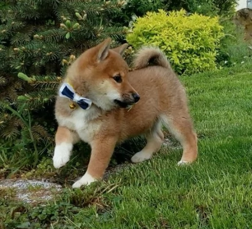 shiba inu certificati