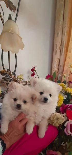 Spitz pomerania  | Foto 6