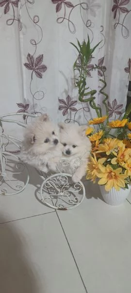Spitz pomerania  | Foto 5