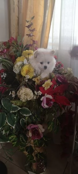 Spitz pomerania  | Foto 4