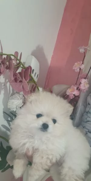 Spitz pomerania  | Foto 3