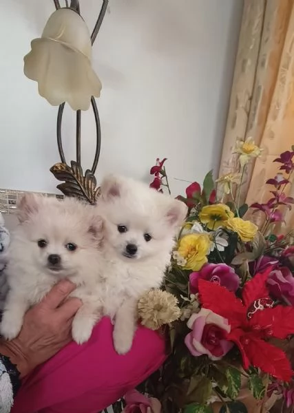 Spitz pomerania  | Foto 2