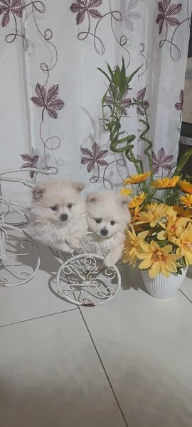 Spitz pomerania  | Foto 1