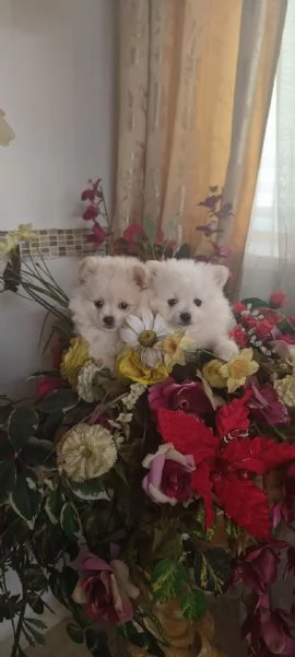 Spitz pomerania 