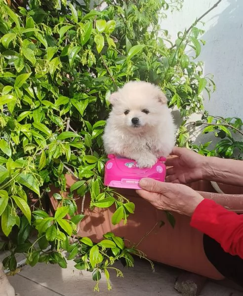 Spitz pomerania  | Foto 0