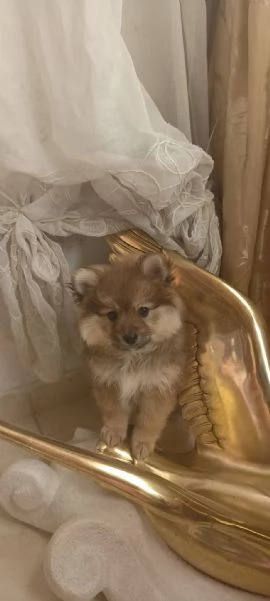 Spitz pomerania 