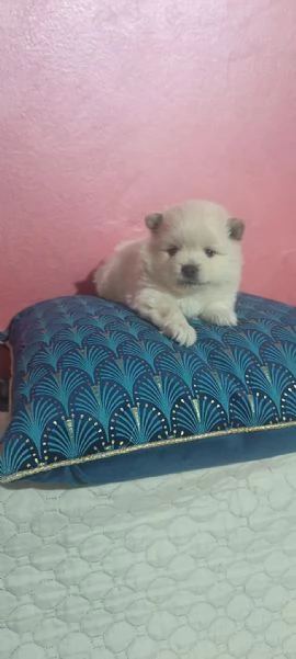 Spitz pomerania  | Foto 2