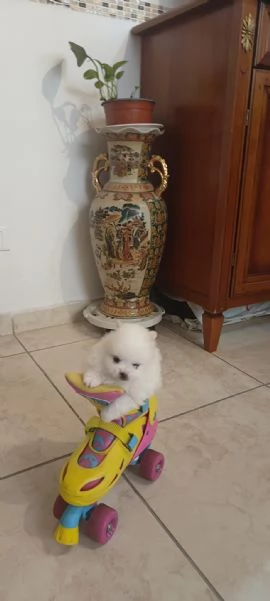 Spitz pomerania  | Foto 1