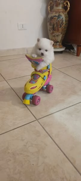 Spitz pomerania  | Foto 0