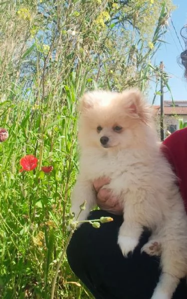 Spitz pomerania  | Foto 0