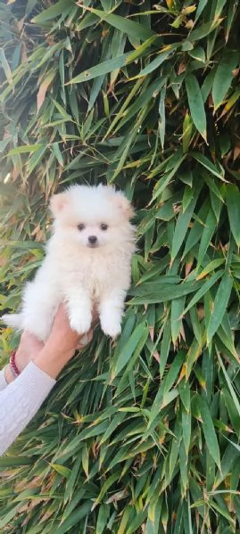 Spitz pomerania  | Foto 2