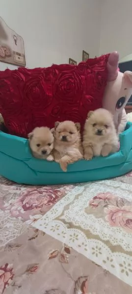 Spitz pomerania  | Foto 0