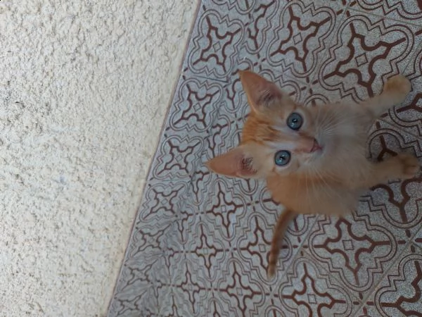 gattine rosse  | Foto 3