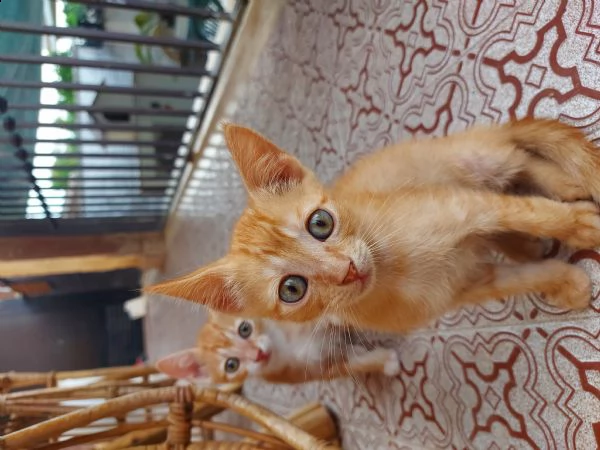 gattine rosse  | Foto 0