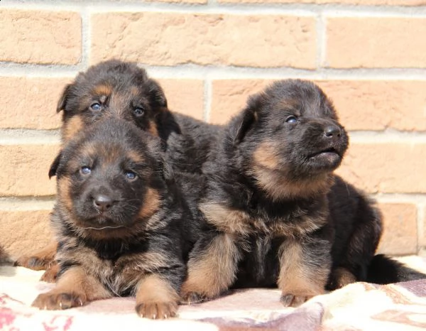 cuccioli di pastore tedesco  | Foto 2