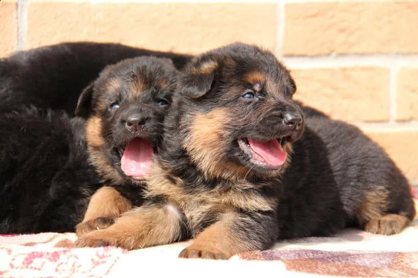 cuccioli di pastore tedesco  | Foto 1