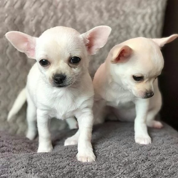 regalo cuccioli di chihuahua mini toy maschio e femmina 