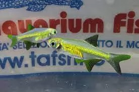 rasbora kubotai pesce tropicale