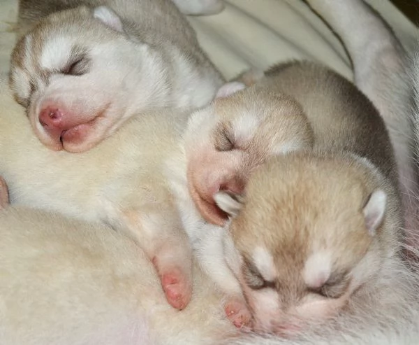 Cuccioli di Siberian Husky | Foto 6