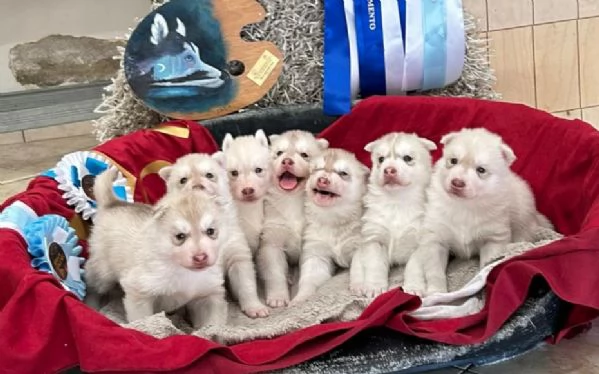 Cuccioli di Siberian Husky | Foto 5