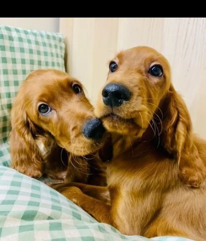 disponibili cuccioli di setter irlandesi  | Foto 0