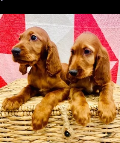 disponibili cuccioli di setter irlandesi 
