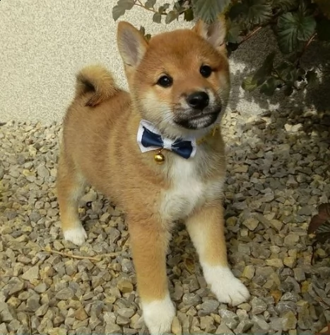 bellissimo cucciolo di shiba inu pedigree