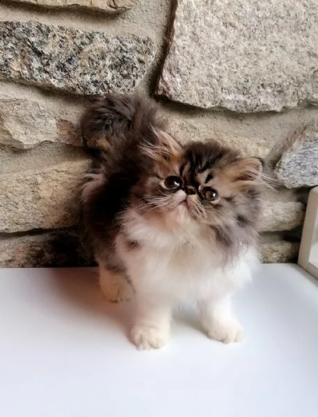cucciolo di persiano arlecchino tabby  | Foto 1