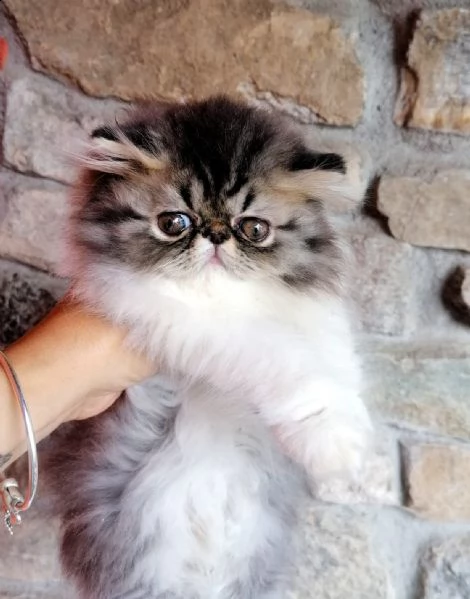 cucciolo di persiano arlecchino tabby 
