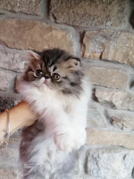 cucciolo di persiano arlecchino tabby  | Foto 0