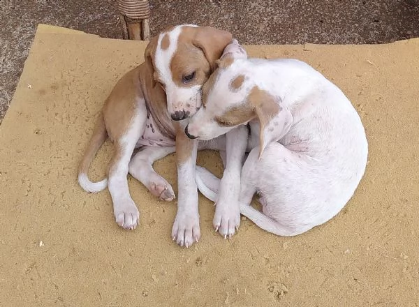 urgentemente! i cuccioli con la madre cercano  una famiglia amorevole