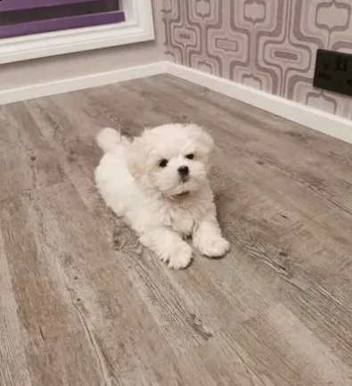 cucciola di maltese