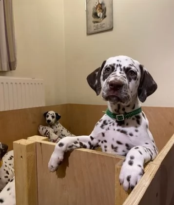 cuccioli di dalmata fantastici ed eccezionali