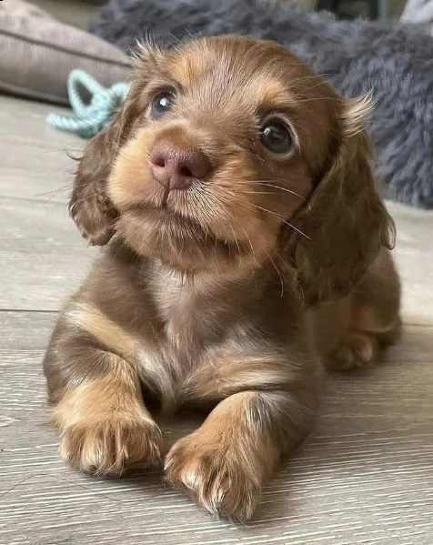 adorabili cuccioli bassotto femminucce e maschietti disponibili