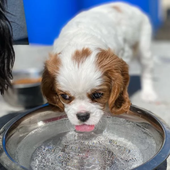 regalo cavalier king cuccioli meravigliosi  