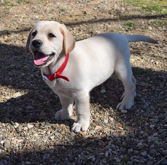 bello labrador  maschio e femmina in regalo