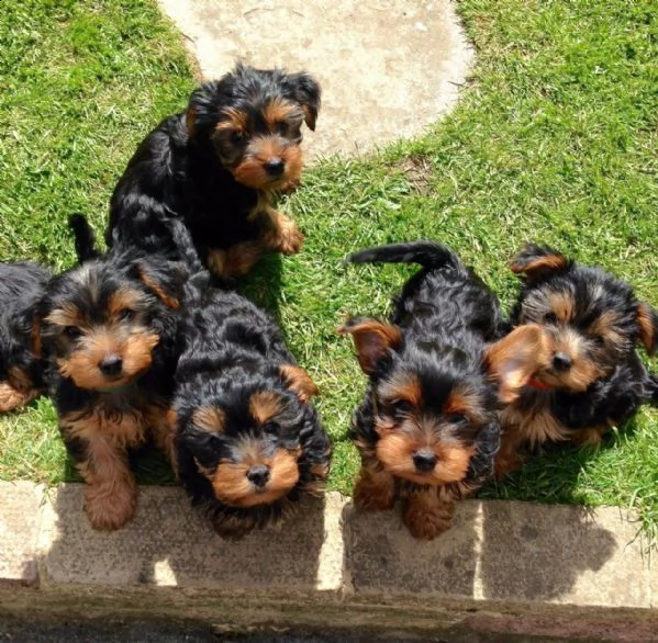 regalo abbiamo avere amorevole yorkie cuccioli per ladozione