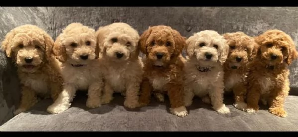 regalo abbiamo cuccioli di barboncino