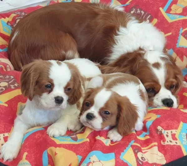  regalo cavalier king cuccioli meravigliosi  