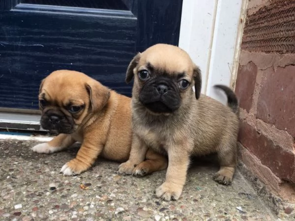 regalo cuccioli di carlino