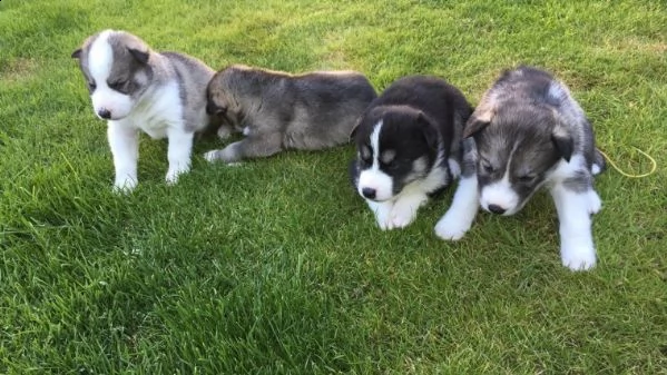 regalo cuccioli siberian husky maschio e femmina