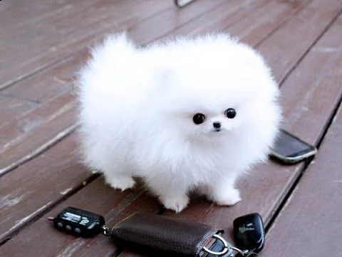 regalo cuccioli di volpino di pomerania