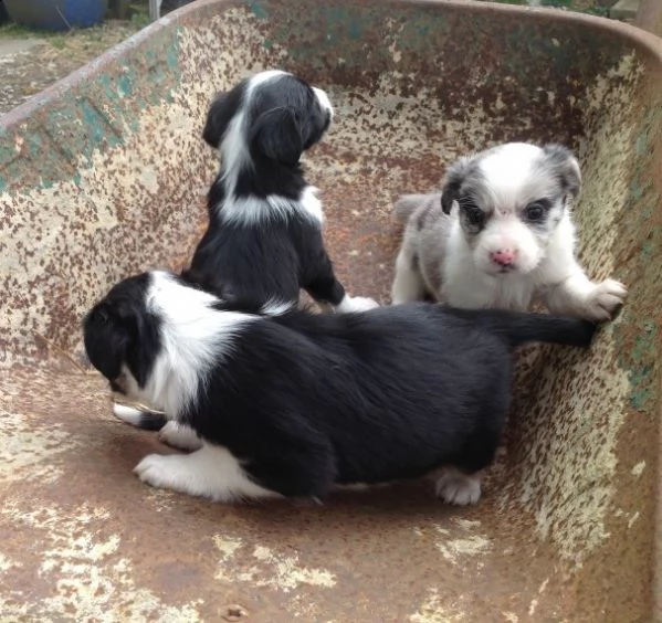  adorabili cuccioli di border collie in regalo...