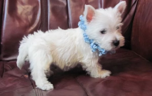 regalo adorabili cuccioli west highland terrier bianco
