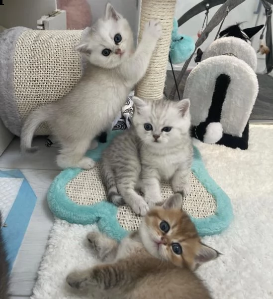 british shorthair