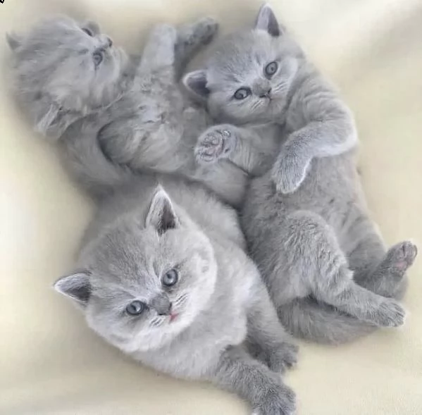 gatti cuccioli british shortair